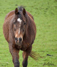 Hoofbeat Stables_Horses